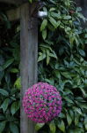 28cm Solar Mini Pink Rose Topiary Ball with LED Light