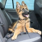 Universal Pet Seat Belt (Pack of 2)